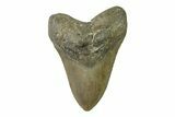 Fossil Megalodon Tooth - North Carolina #338589-1